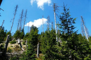 Глобальні лісові проблеми та шляхи їх вирішення Глобальні лісові проблеми та шляхи їх вирішення